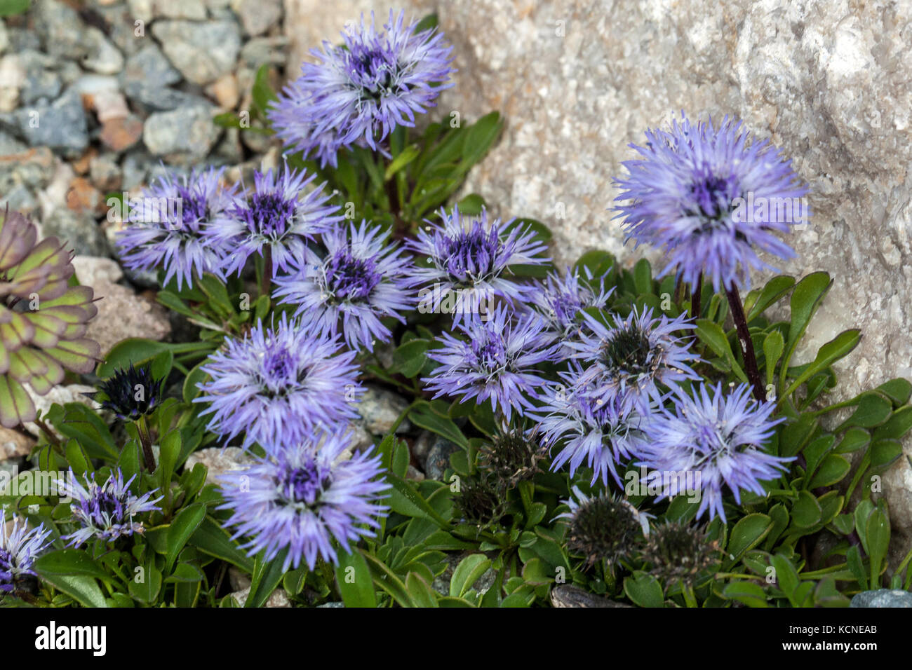 Globularia meridionalis primo piano fiore Globe daisy giardino di piante alpine Foto Stock