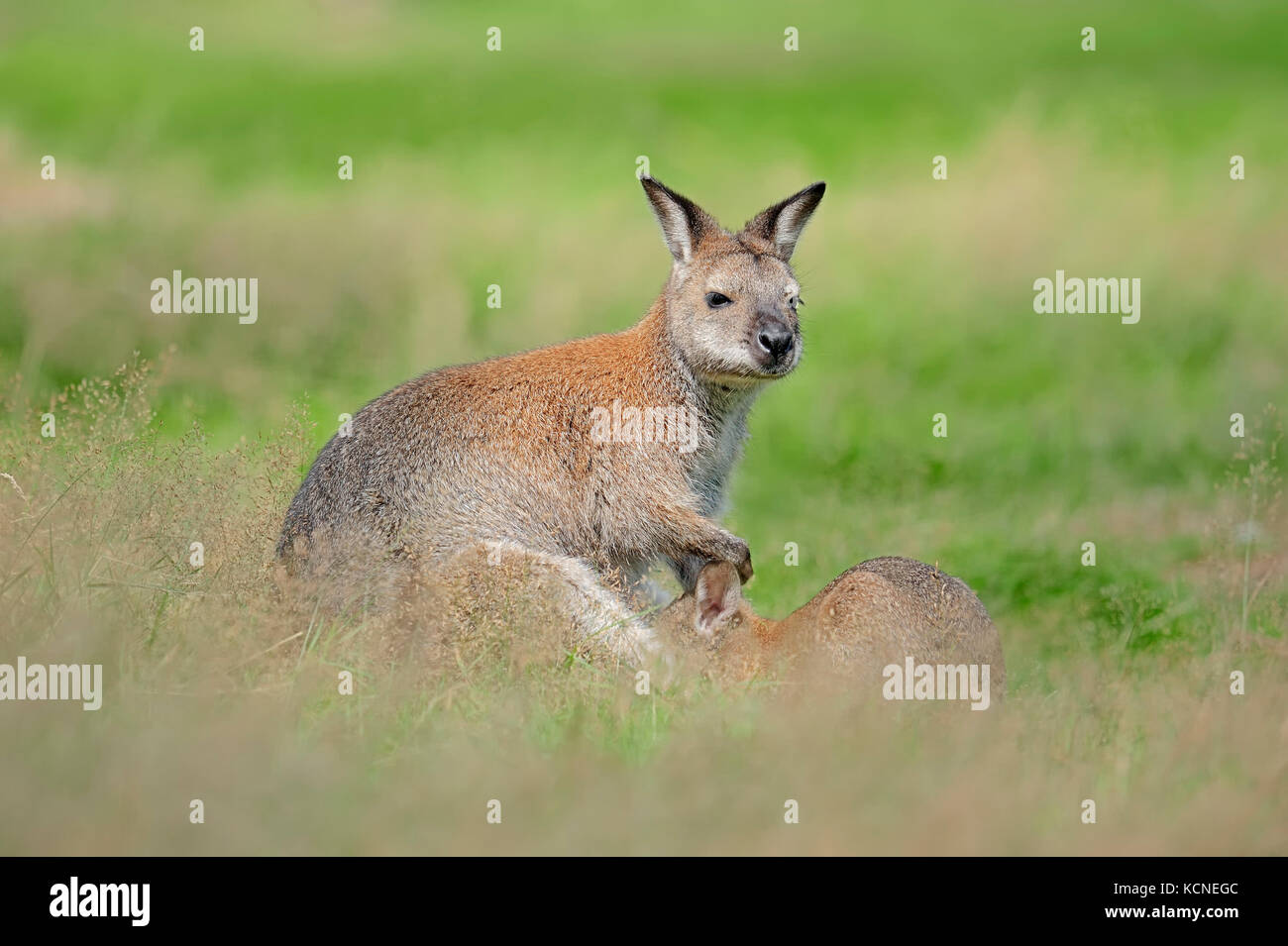 Rosso-un wallaby dal collo, femmina con giovani / (Macropus rufogriseus) | Bennettkaenguru, Weibchen mit Jungtier Foto Stock