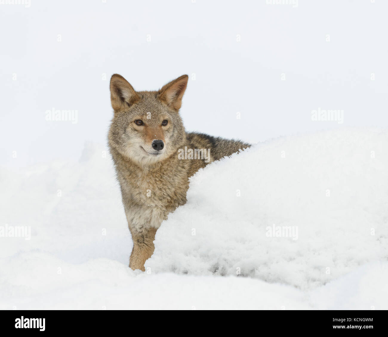 Coyote, Canis latrans, in inverno, Montana, USA Foto Stock