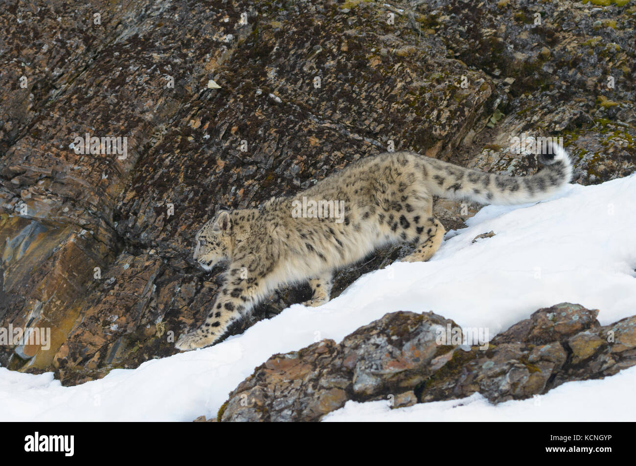 Snow Leopard, Panthera uncia, nella neve e rocce. Specie in via di estinzione. Animali in cattività. Foto Stock