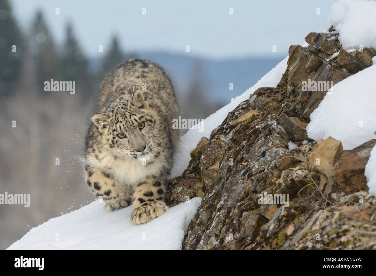 Snow Leopard, Panthera uncia, nella neve e rocce. Specie in via di estinzione. Animali in cattività. Foto Stock