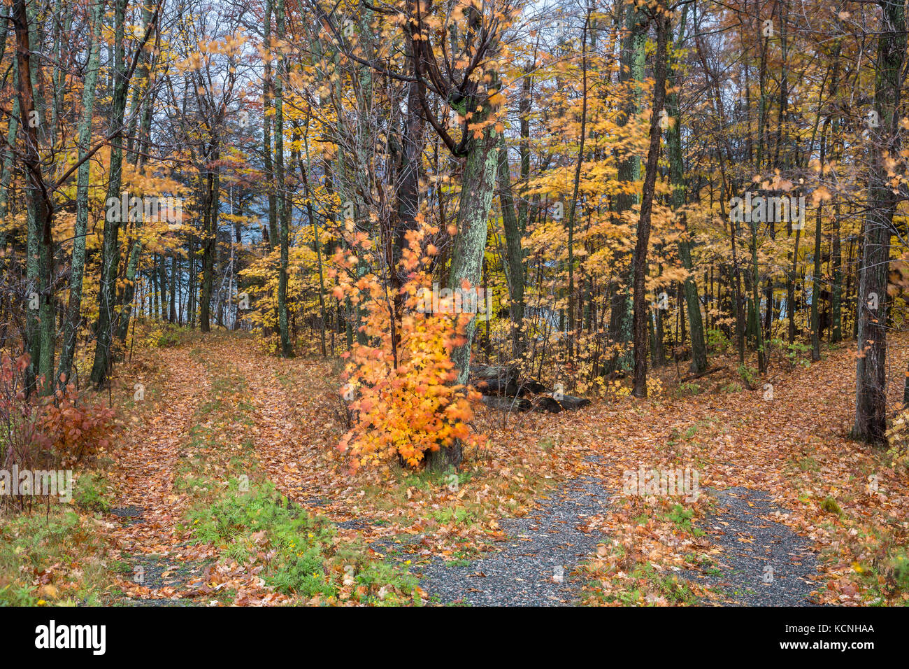 Due strade divergenti, tardo autunno, thessalon, ontario, Canada Foto Stock