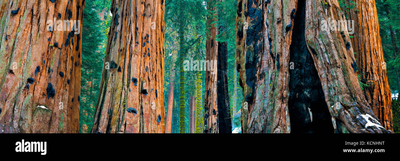 Sequoia gigante alberi (Sequoiadendron giganteum) a Sequoia National Park in inverno, California, Stati Uniti d'America. Foto Stock