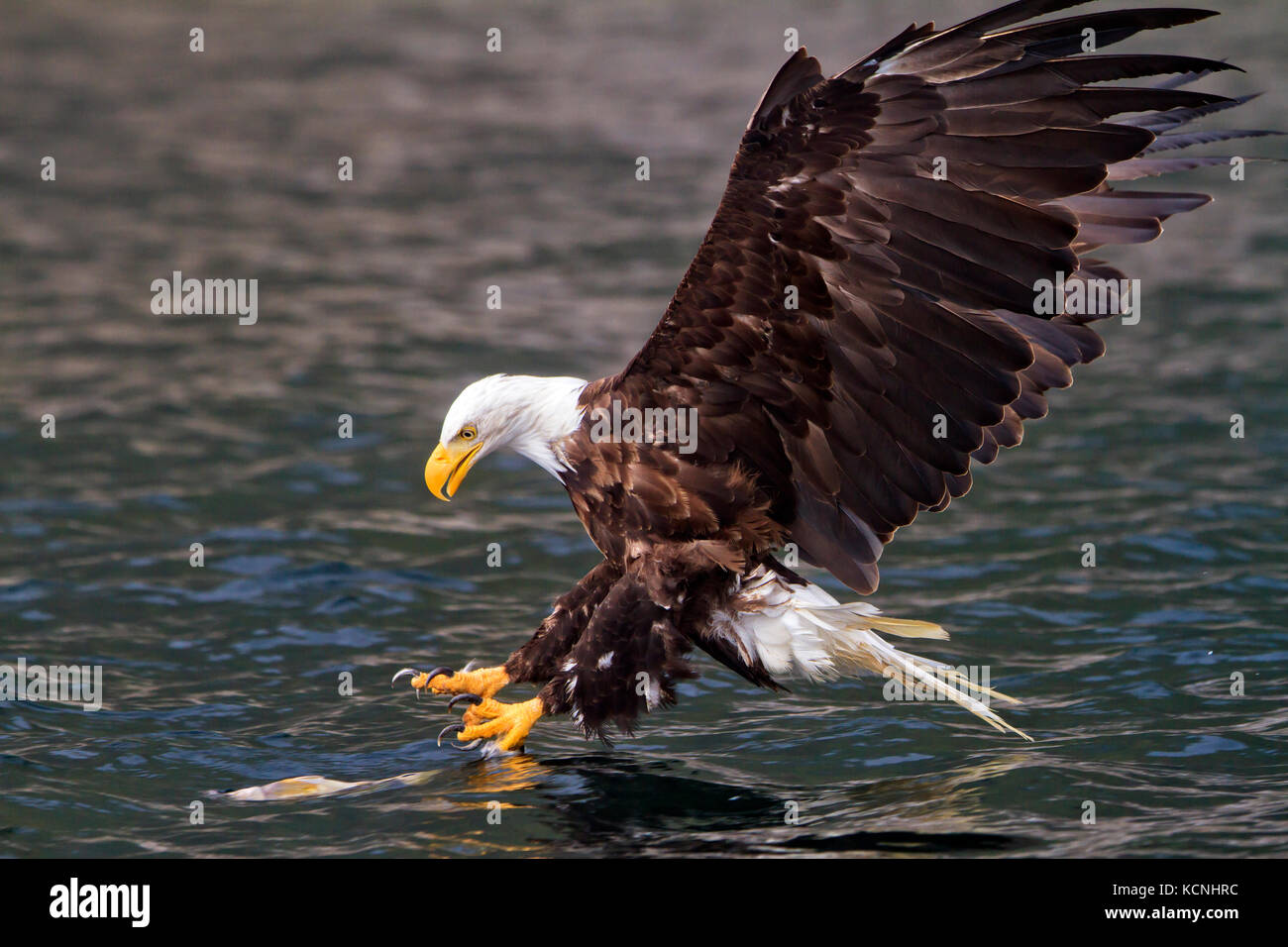 Aquila calva appena prima di pescare un pesce a broughton arcipelago parco provinciale, British Columbia, Canada. Haliaeetus leucocephalus Foto Stock
