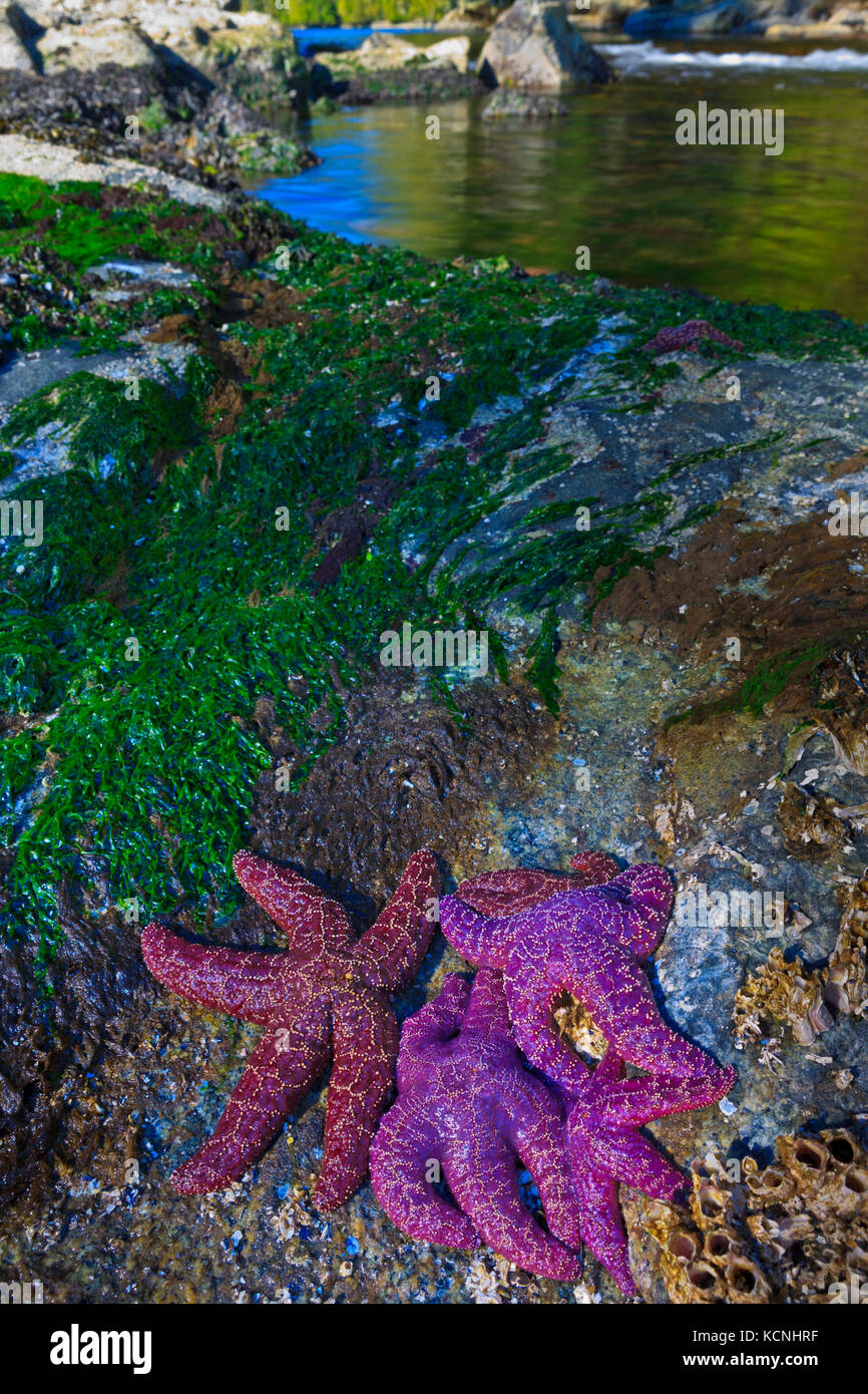 Starfish in laguna, grande orso nella foresta pluviale, British Columbia costa, Canada Foto Stock