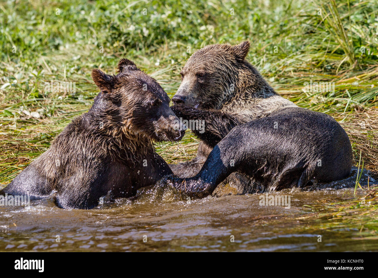 Orso grizzly cubs giocando in Glendale cove, cavaliere ingresso, British Columbia, Canada. Ursus arctos Foto Stock