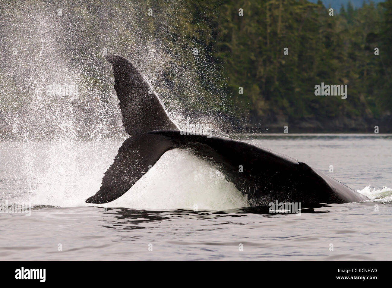 Un grande maschio Humpback Whale colpendo la sua ampia coda fluke sull'acqua, aka schiaffi di coda in ingresso del cavaliere, British Columbia, Canada Foto Stock
