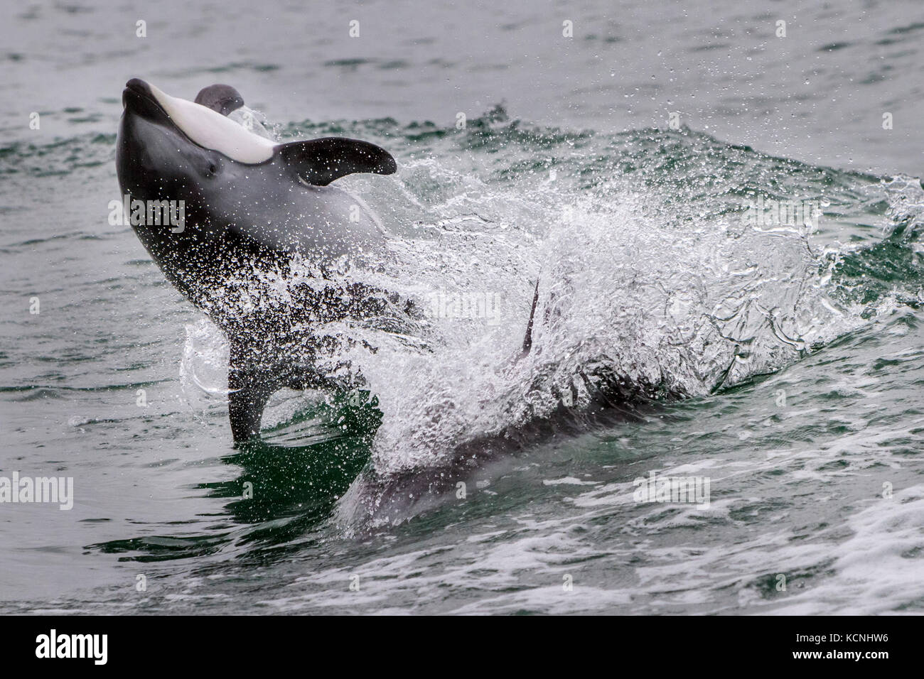 Pacifico facciata bianca dolphin jumping, back flip in broughton arcipelago parco marino, British Columbia, Canada. Foto Stock