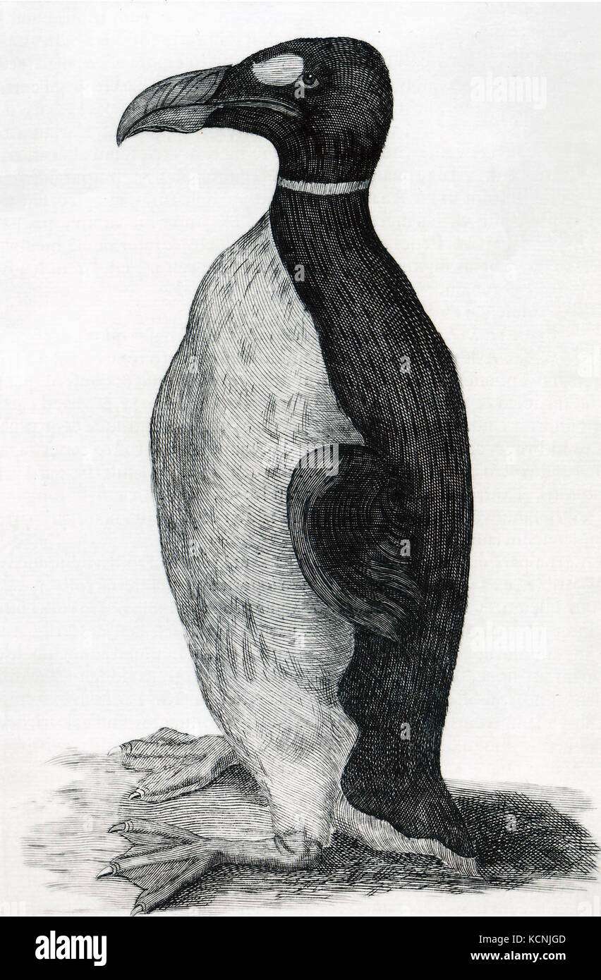Nota Solo illustrazione di un grande Auk tratte dalla vita, Ole Worm's pet ricevuti dalle Isole Faerøer. che è stato capito nel suo libro Museum Wormianum Foto Stock