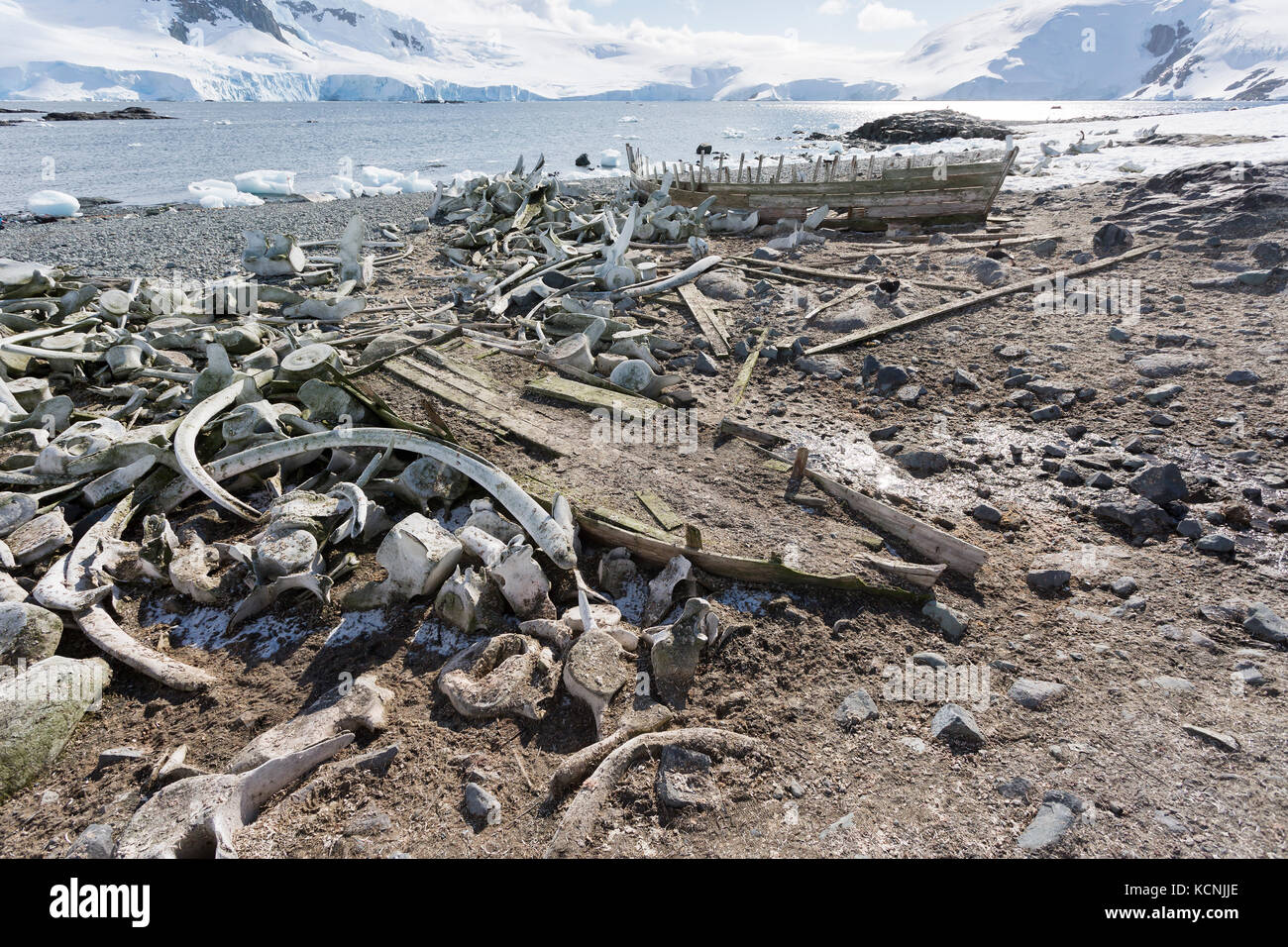 Le ossa di balena e balena barche di ricordare al visitatore di mikkelson porto di La storia dell'industria baleniera in ed intorno alla penisola antartica Foto Stock