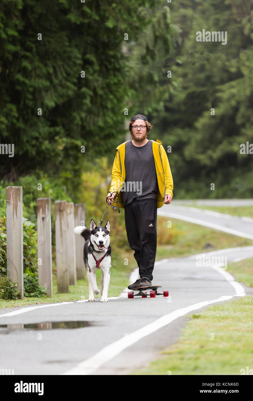 Un guidatore di skateboard corre il suo cane Husky lungo il sentiero pedonale che costeggia hwy 4 esterno di Tofino, Tofino, Isola di Vancouver, British Columbia, Canada Foto Stock