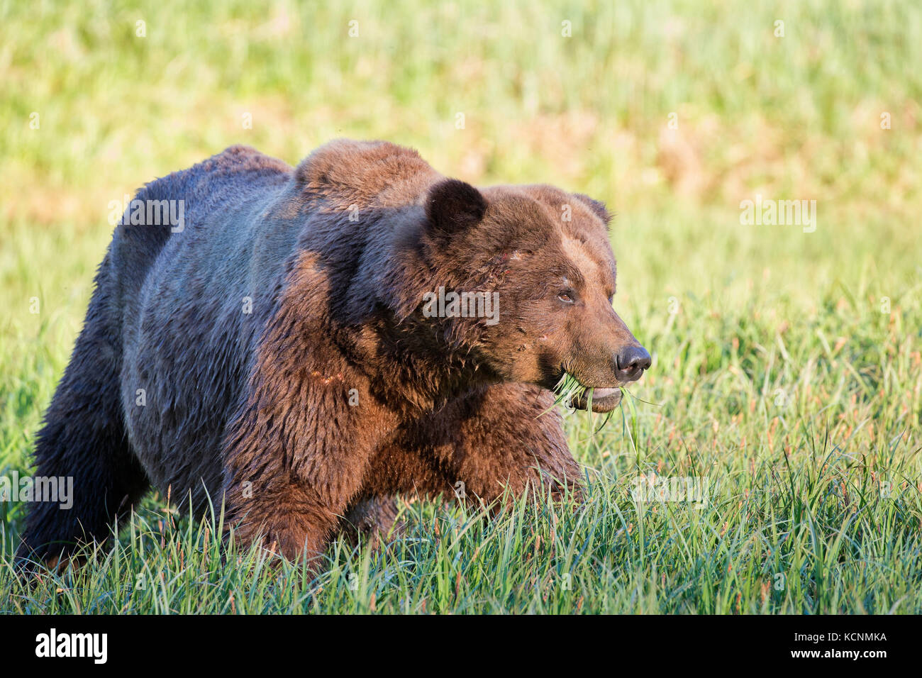 Orso grizzly (Ursus arctos horriblis), grande graffiato maschio, mangiare lyngbye's sedge (Carex lyngbye), kwinimass estuario, British Columbia, Canada. Foto Stock