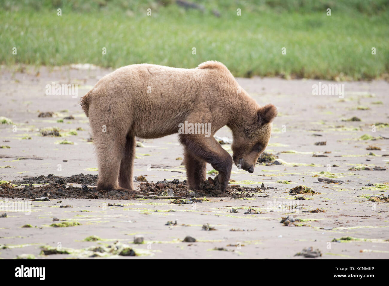 Orso grizzly (Ursus arctos horriblis), subadult, foraggio per le vongole, khutzeymateen orso grizzly santuario, British Columbia, Canada. Foto Stock