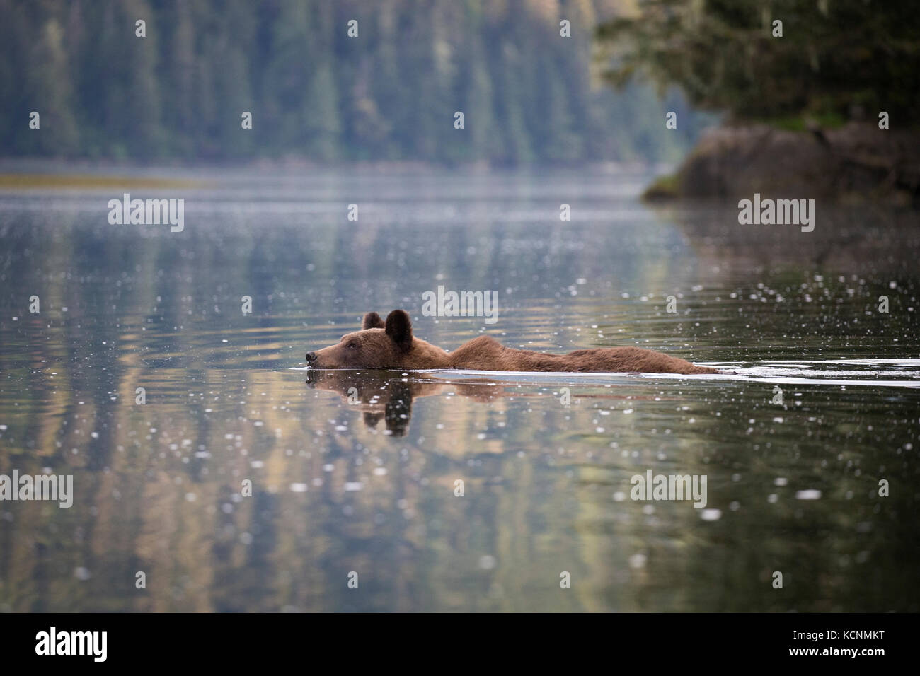 Orso grizzly (Ursus arctos horriblis), nuoto femminile, khutzeymateen orso grizzly santuario, British Columbia, Canada. Foto Stock