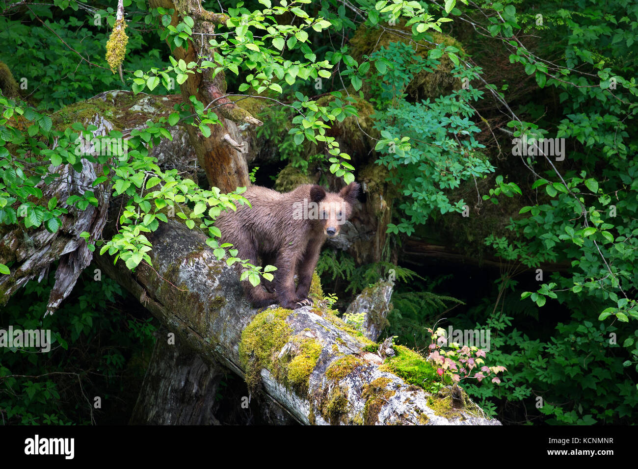 Orso grizzly (Ursus arctos horriblis), yearling cub sul log, khutzeymateen orso grizzly santuario, British Columbia, Canada. Foto Stock