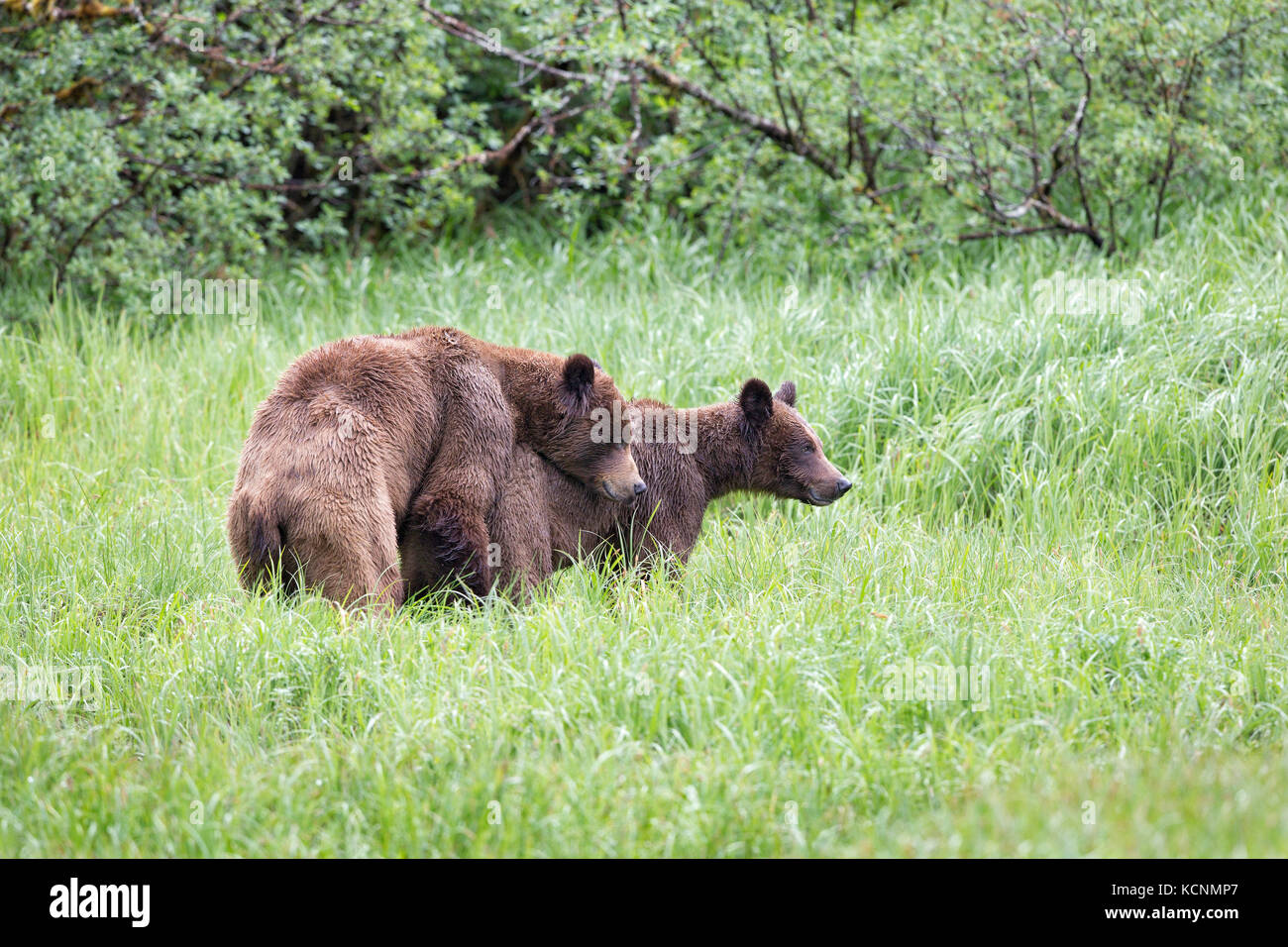 Orso grizzly (Ursus arctos horribilis), giovane maschio (sinistra) e femmina il corteggiamento, khutzeymateen ingresso, khutzeymateen orso grizzly santuario, British Columbia, Canada. Foto Stock