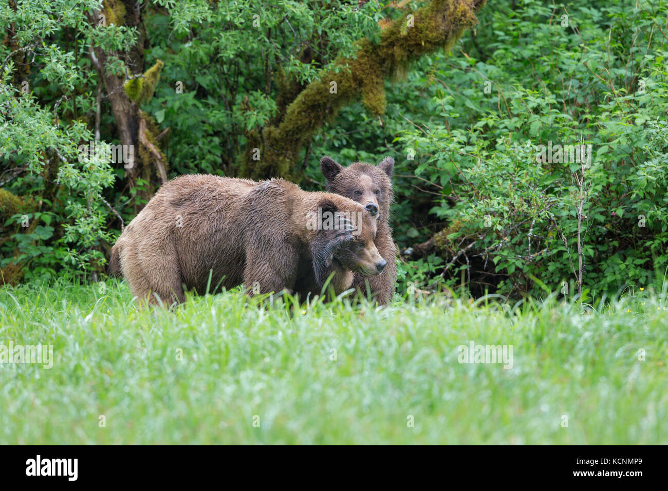 Orso grizzly (Ursus arctos horribilis), Giovane Maschio a sinistra) e femmina il corteggiamento, khutzeymateen ingresso, khutzeymateen orso grizzly santuario, British Columbia, Canada. Foto Stock