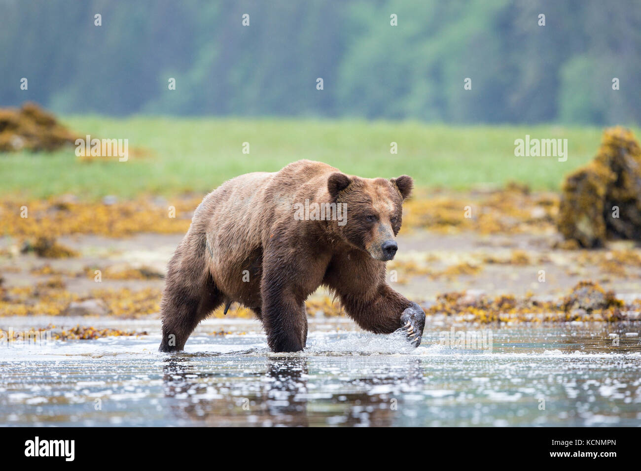 Orso grizzly (Ursus arctos horribilis), grande maschio, khutzeymateen ingresso, khutzeymateen orso grizzly santuario, British Columbia, Canada. Foto Stock