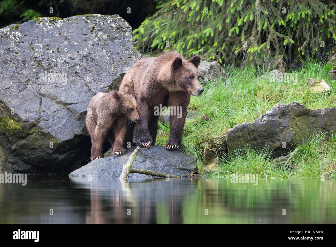 Orso grizzly (Ursus arctos horribilis), femmina e yearling cub khutzeymateen orso grizzly santuario, British Columbia, Canada. Foto Stock