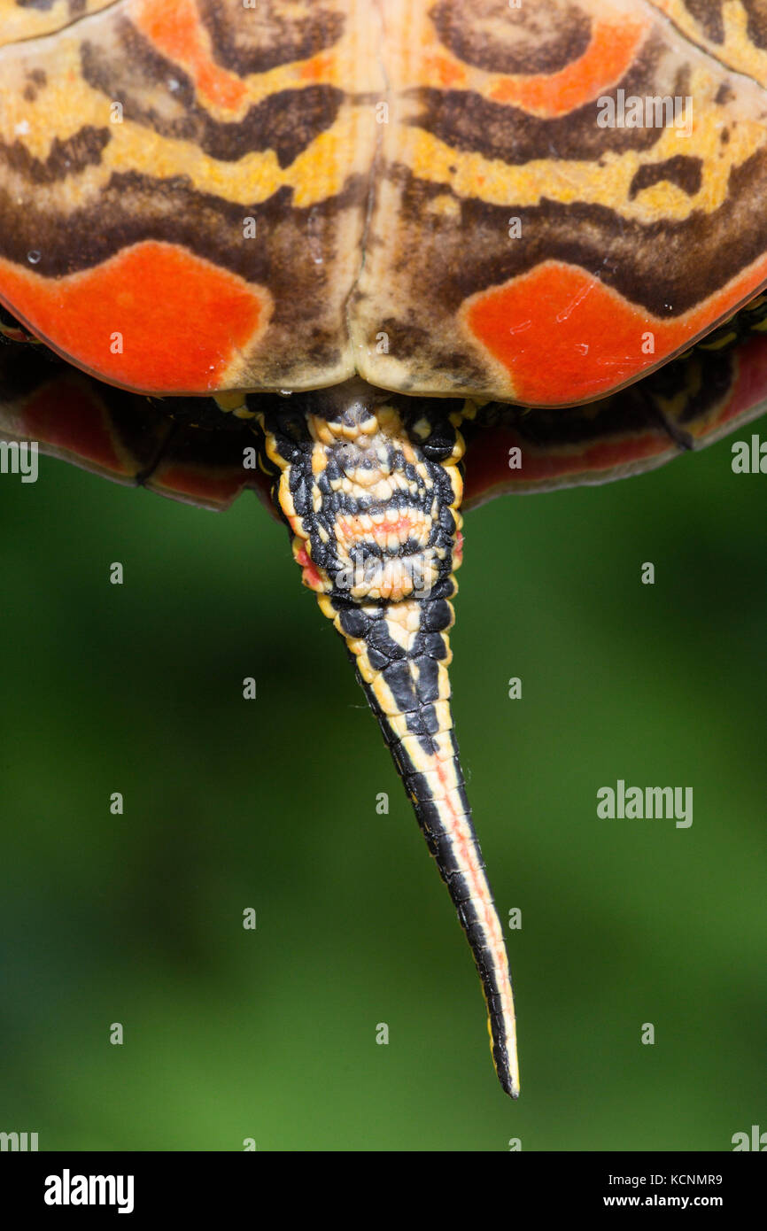 Western dipinto di tartaruga (Chrysemys picta bellii), femmina, Nicomen Slough, Agassiz, British Columbia, Canada. La costa del Pacifico la popolazione di questa specie è in via di estinzione in Canada Foto Stock