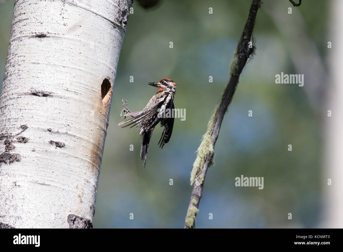 Rosso-naped sapsucker (sphyrapicus nuchalis), femmina, battenti per nidificare in cavità tremore aspen (Populus tremuloides), con insetti per i pulcini, regione cariboo, British Columbia, Canada Foto Stock