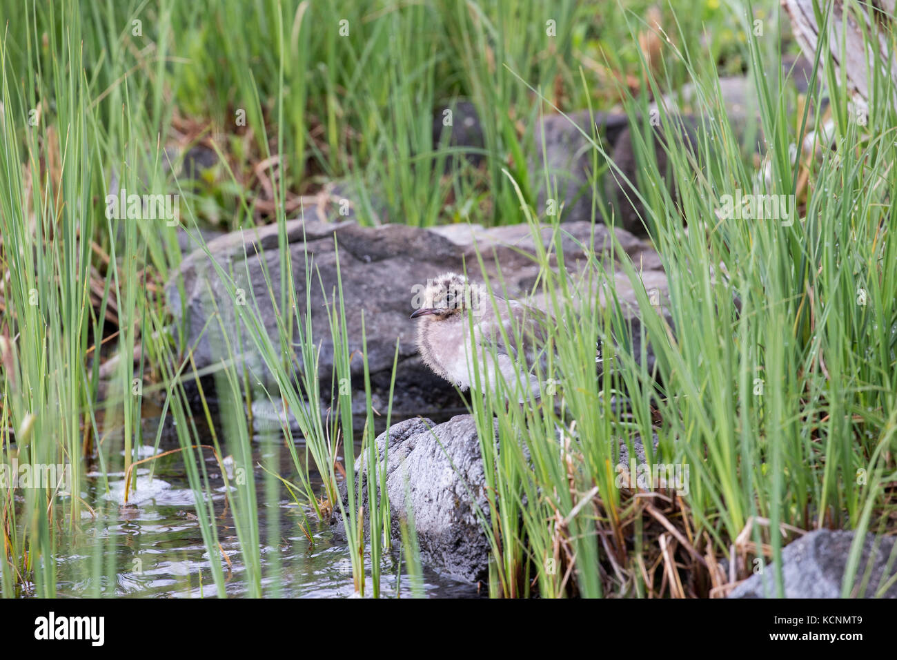 Napoleone (gabbiano chroicocephalus philadelphia), pulcino, cariboo regione, British Columbia, Canada. Foto Stock