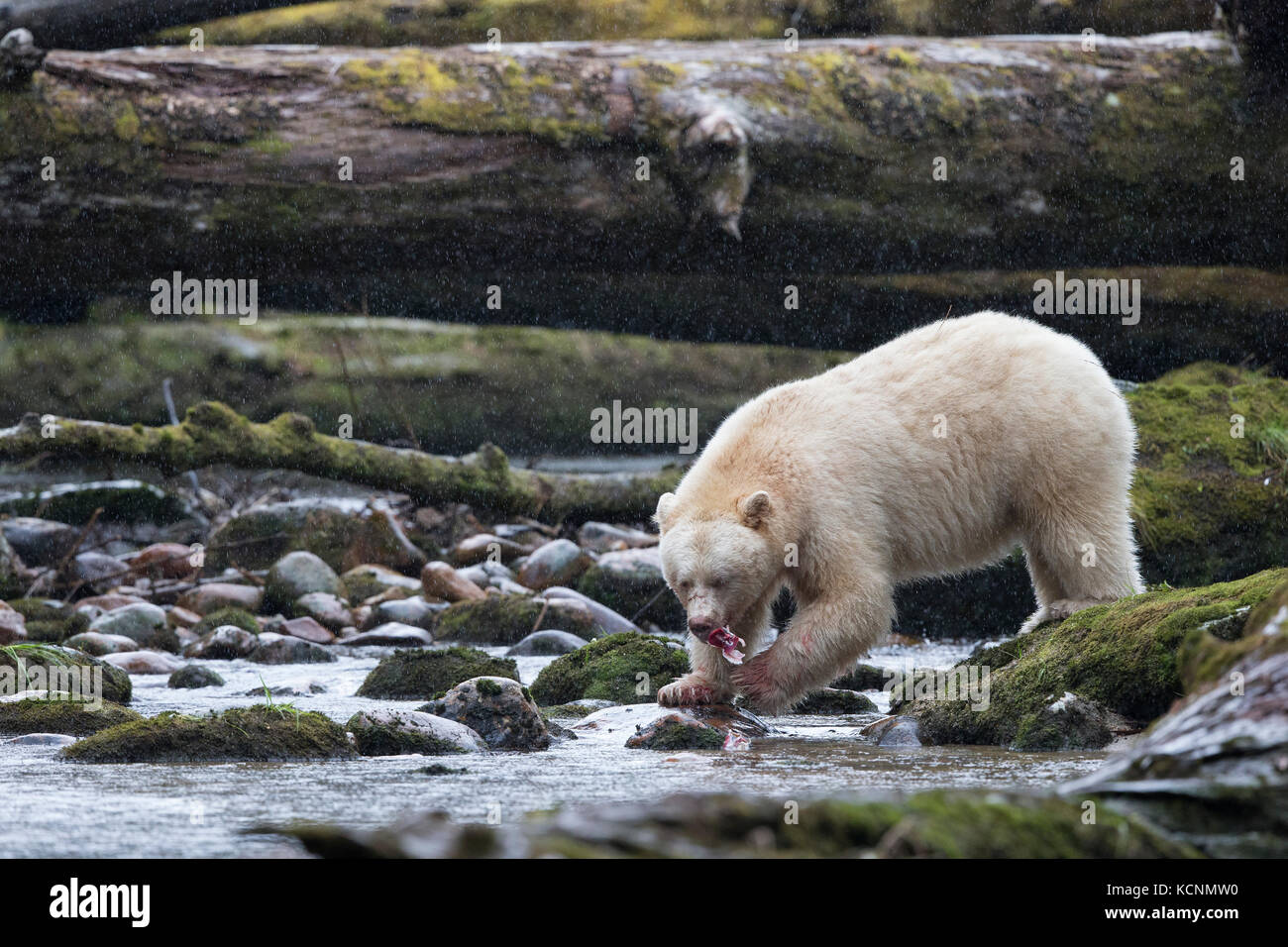 Spirito di Orso (Ursus americanus kermodei), maschio, rovistando lungo i Salmoni (Oncorhynchus sp.) la deposizione delle uova creek, grande orso nella foresta pluviale, British Columbia, Canada Foto Stock