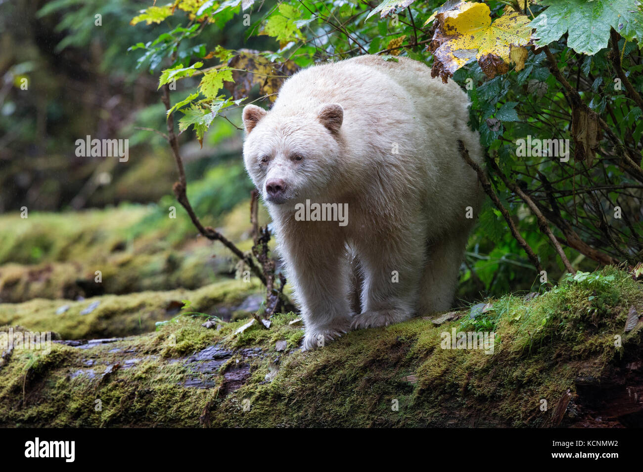 Spirito di Orso (Ursus americanus kermodei), maschio, grande orso nella foresta pluviale, British Columbia, Canada Foto Stock