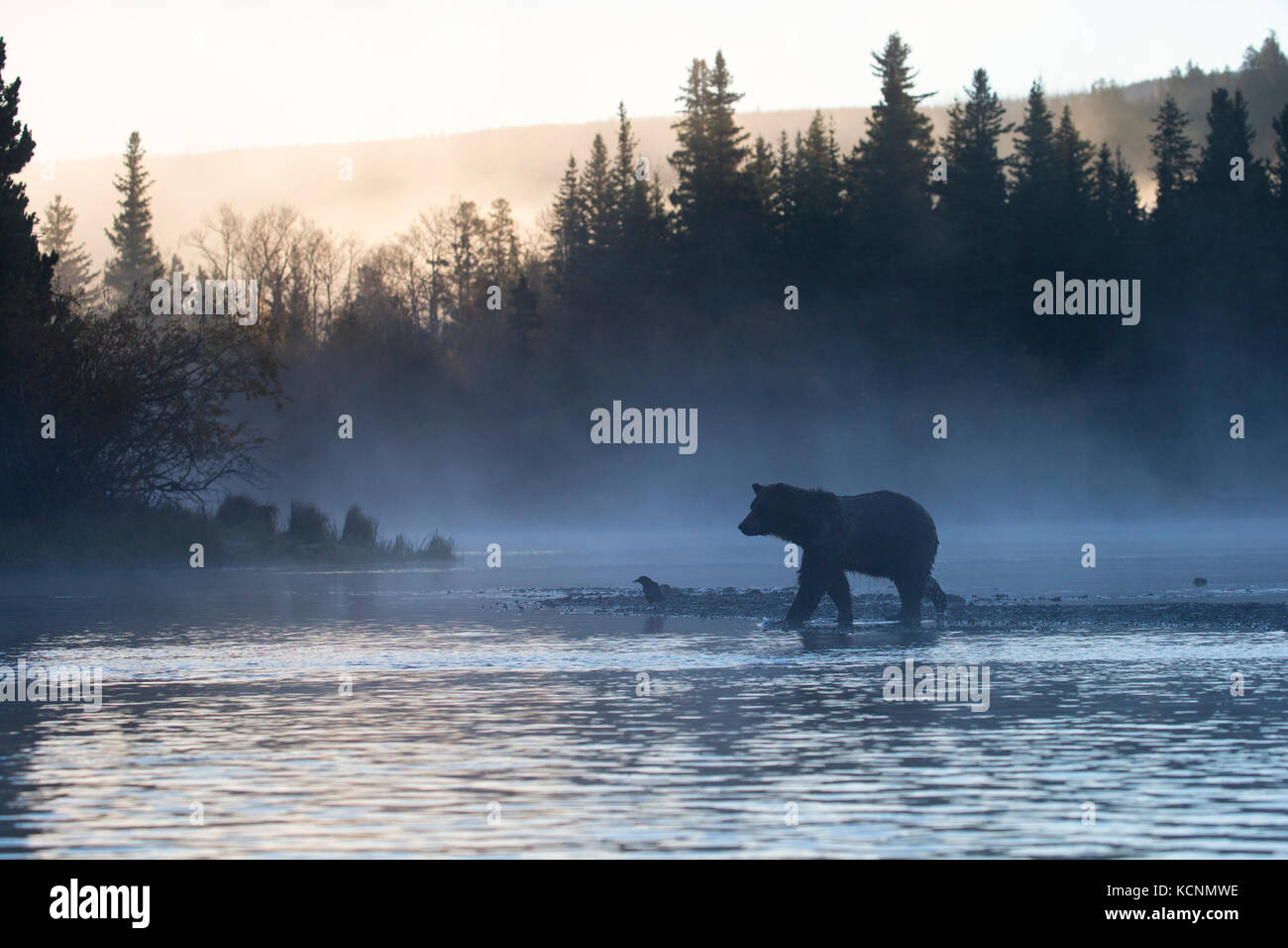 Orso grizzly (Ursus arctos horribilis), nella nebbia mattutina, regione chilcotin, British Columbia, Canada. Foto Stock