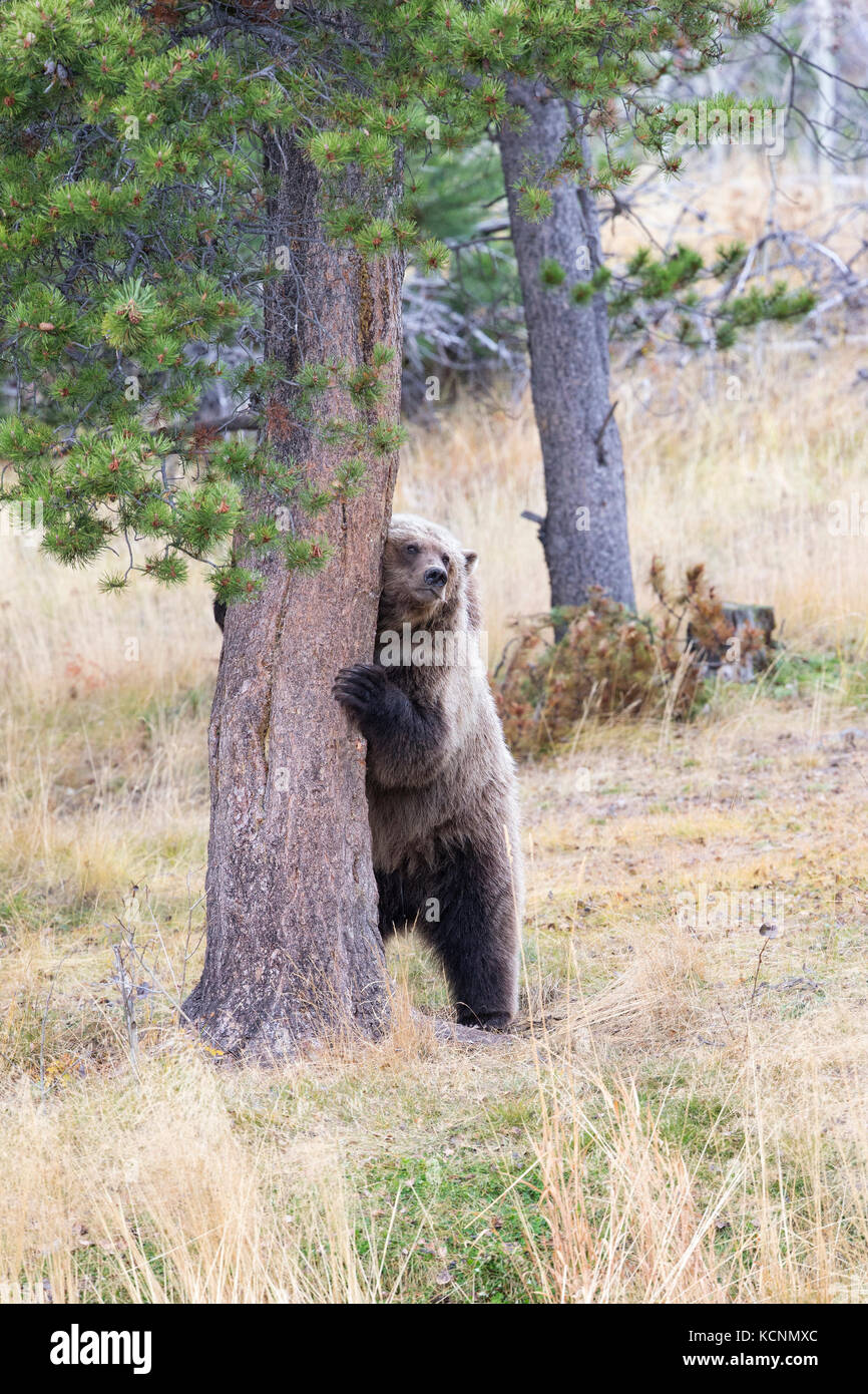Orso grizzly (Ursus arctos horribilis), due-anno vecchio cub sfregamento della ponderosa pine (Pinus ponderosa), regione chilcotin, British Columbia, Canada. Foto Stock