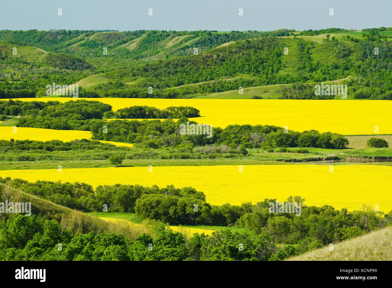 Erosione di colline e fattorie con rigogliosi canola, la qu'appelle River Valley, Saskatchewan, Canada Foto Stock