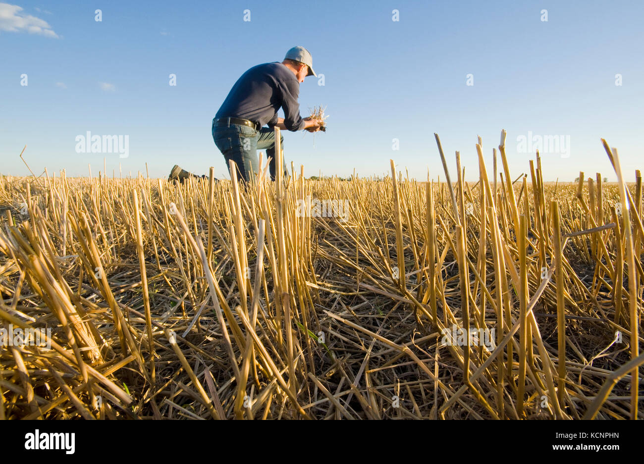 Agricoltore in un campo di stoppie di grano vicino a Winnipeg, Manitoba, Canada Foto Stock