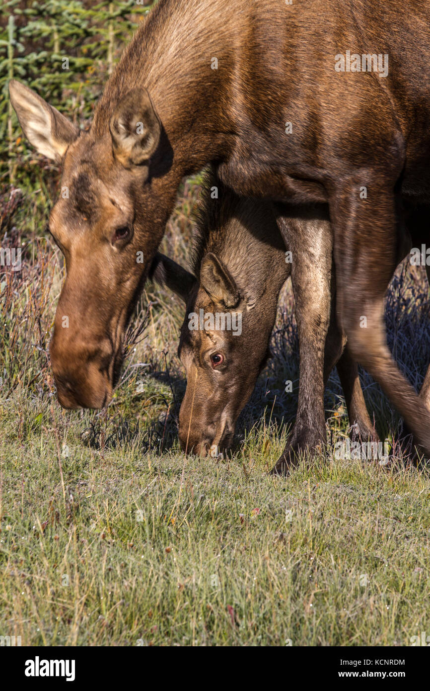 Alci (Alces alces) Bella e ricca, marrone femmina coloed & vitello, nel loro habitat naturale, in cerca di cibo e alimentazione. Foto panoramica. Kananaskis Parco Provinciale, Alberta, Canada Foto Stock