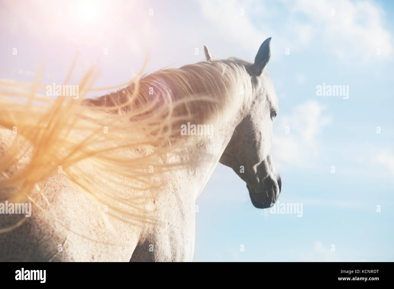 Un bianco cavallo arabo in presenza di luce solare in un prato Foto Stock