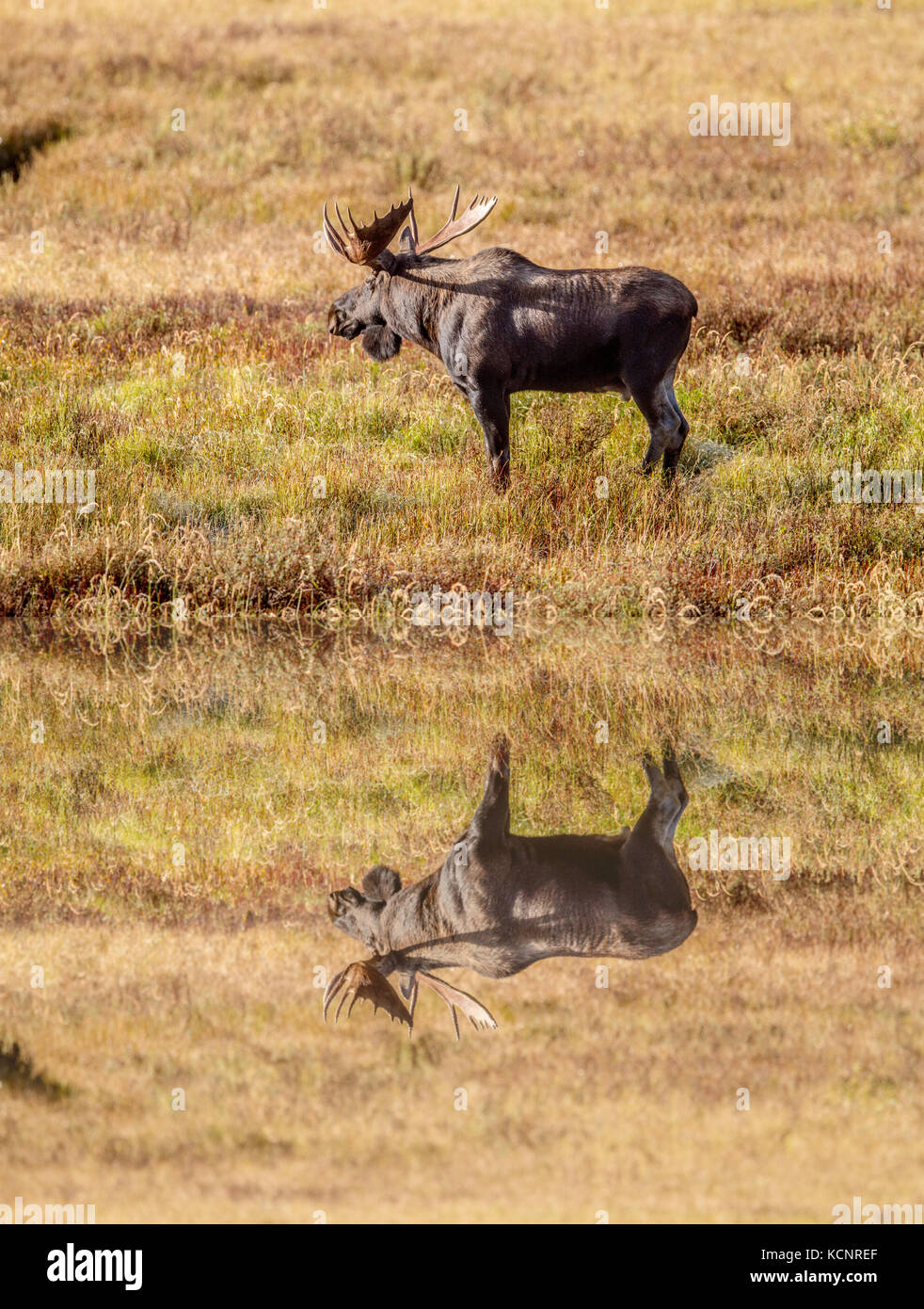 Alci (Alces alces) Bull alci, nel suo habitat naturale, in cerca di cibo. Foto panoramica. Kananaskis Parco Provinciale, Alberta, Canada Foto Stock