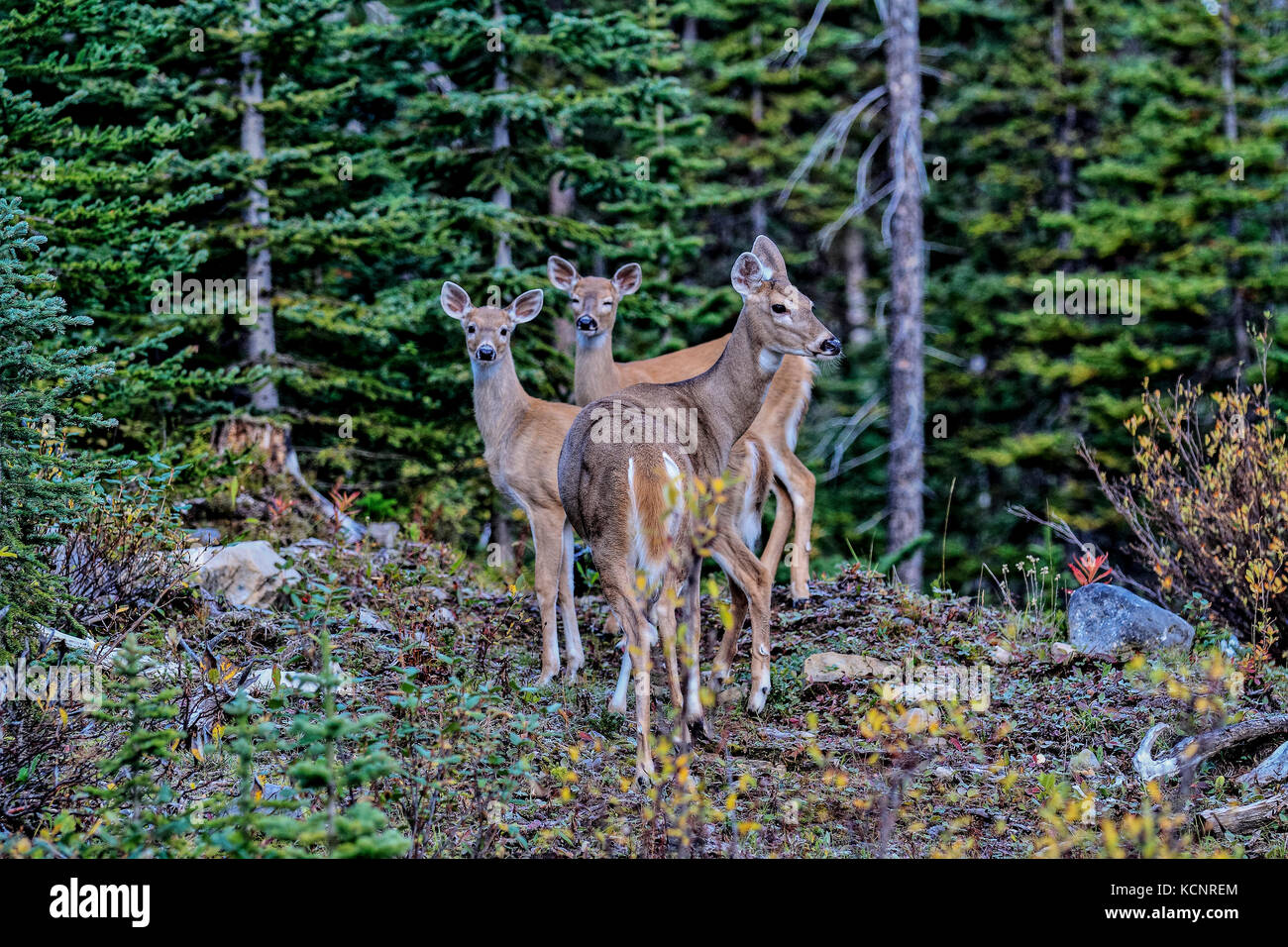 Coda bianca cervi, Odocoileus virginianus, Scenic foto di cervi, in piedi su alert , nella lussureggiante foresta, il suo habitat naturale. Kananaskis Parco Provinciale, Alberta, Canada Foto Stock