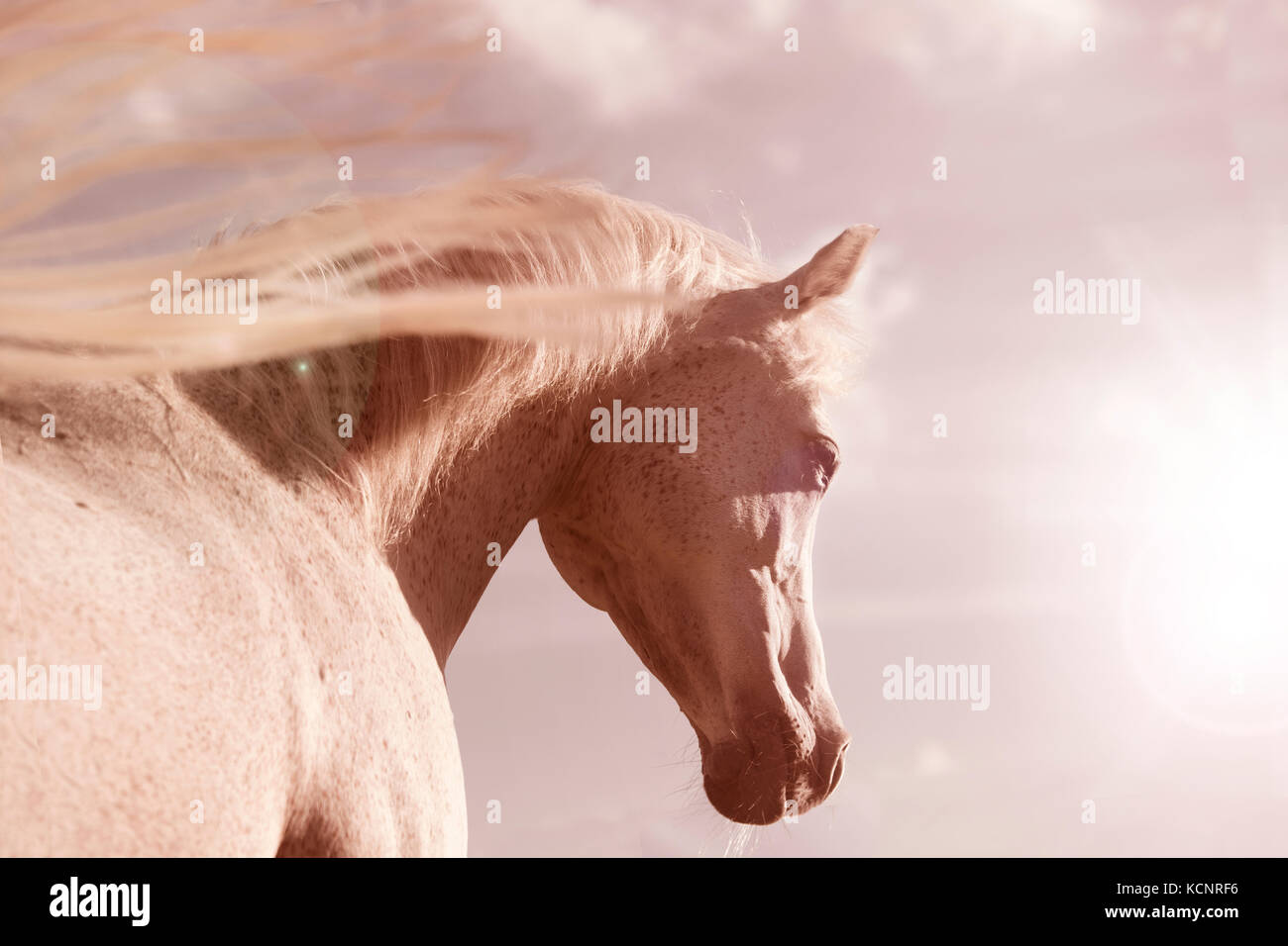 Un bianco cavallo arabo in presenza di luce solare in un prato Foto Stock