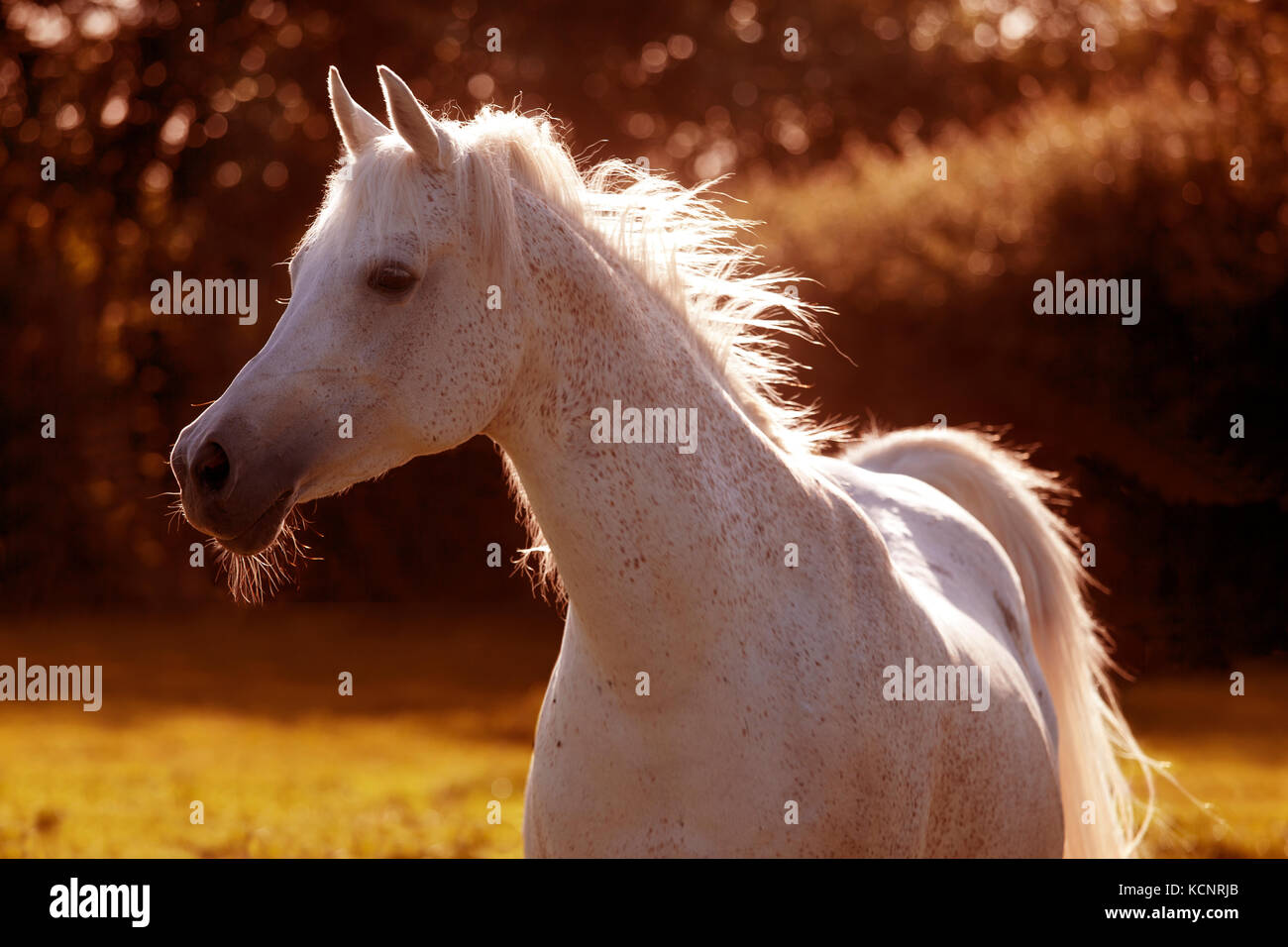 Un bianco cavallo arabo in presenza di luce solare in un prato Foto Stock