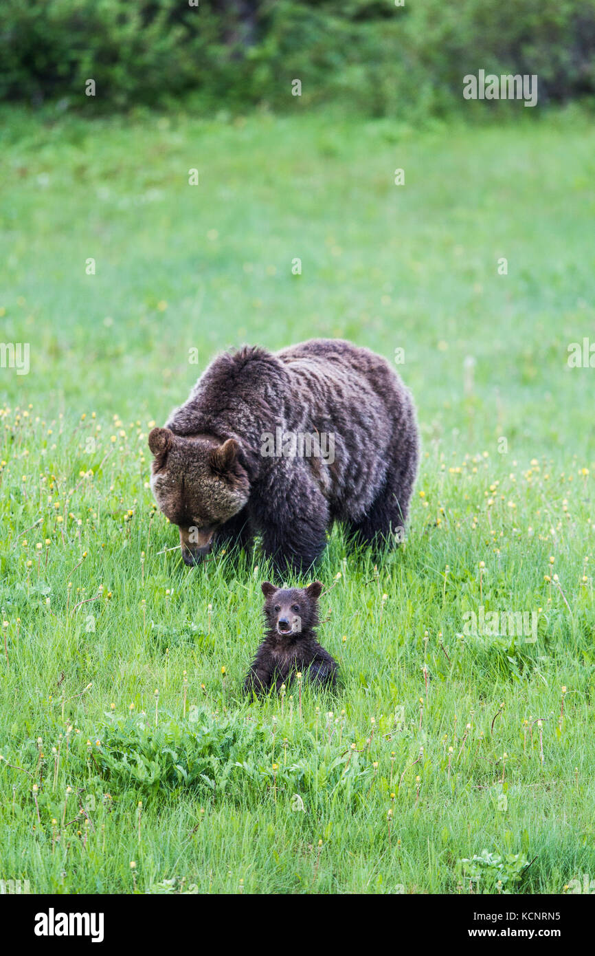 Orso grizzly madre e Cub (Ursus arctos horribilis) Madre e cub bagnato da prati umidi, alimentando in un prato di montagna. Kananaskis, Alberta, Canada Foto Stock
