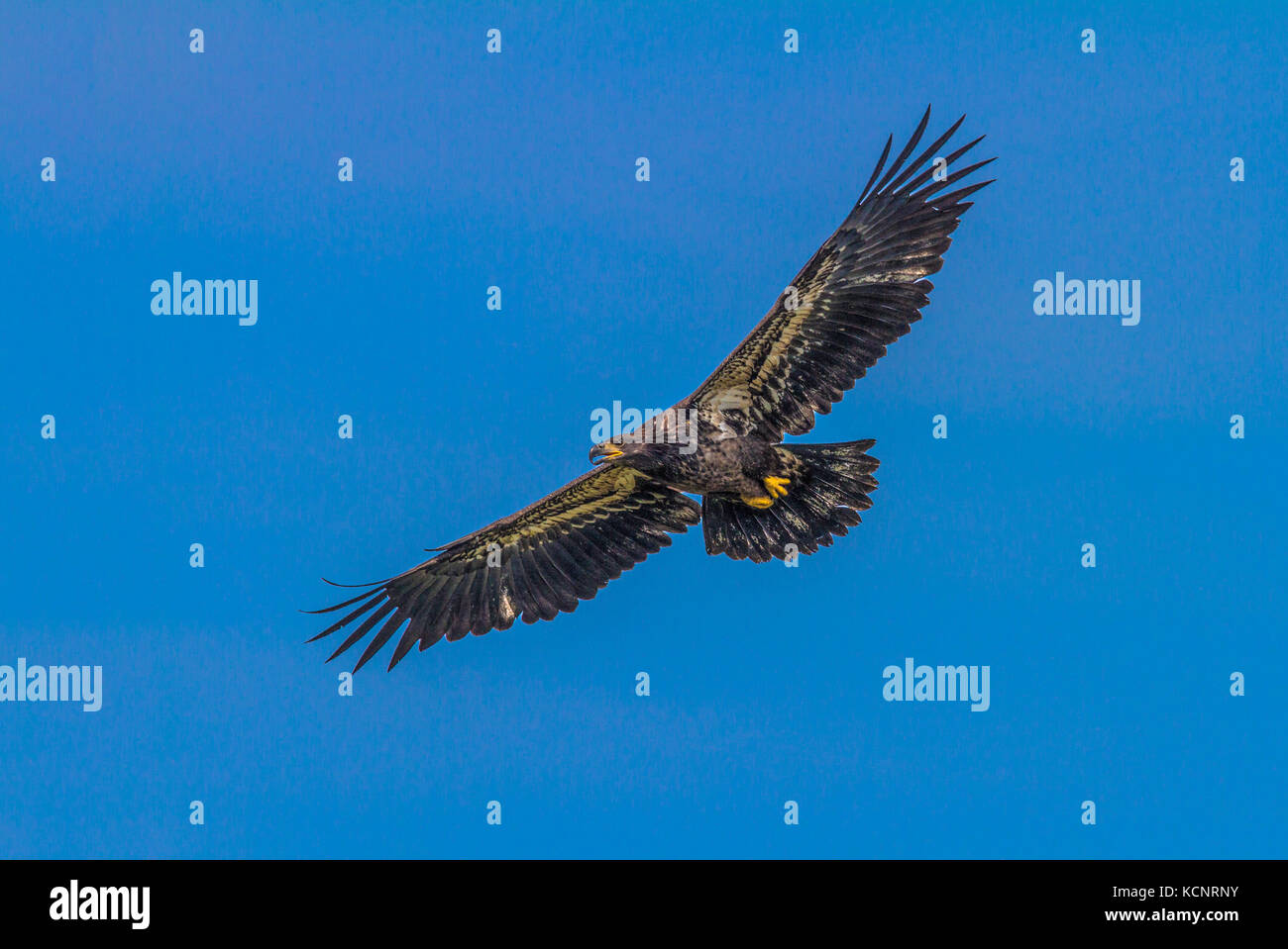 Aquila reale (Aquila chrysaetos) piena apertura alare, come aquila vola in cerca di cibo., Cranbrook, British Columbia, Canada Foto Stock