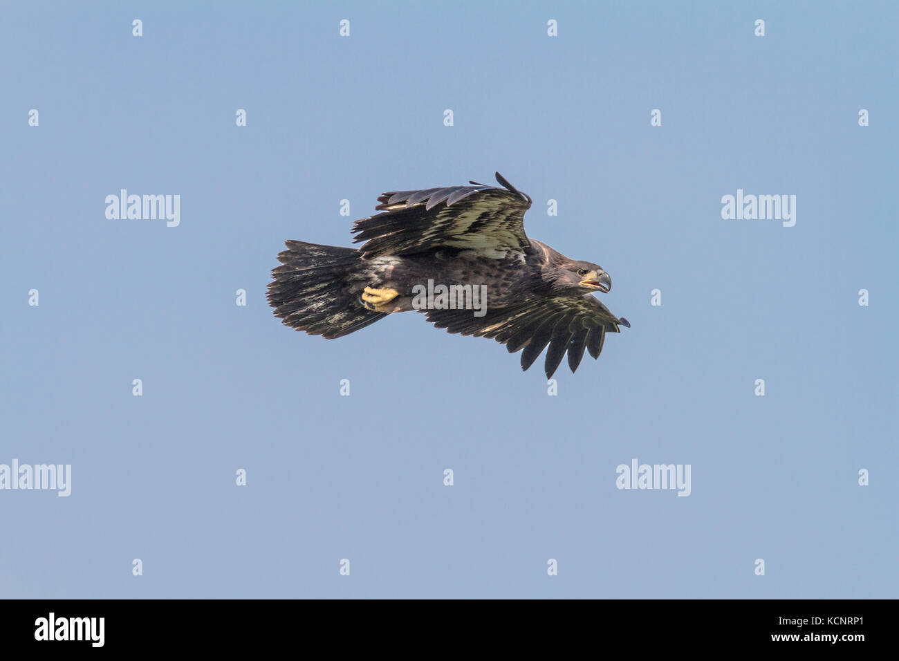 Aquila reale (Aquila chrysaetos) piena apertura alare, come aquila vola in cerca di cibo., Cranbrook, British Columbia, Canada Foto Stock