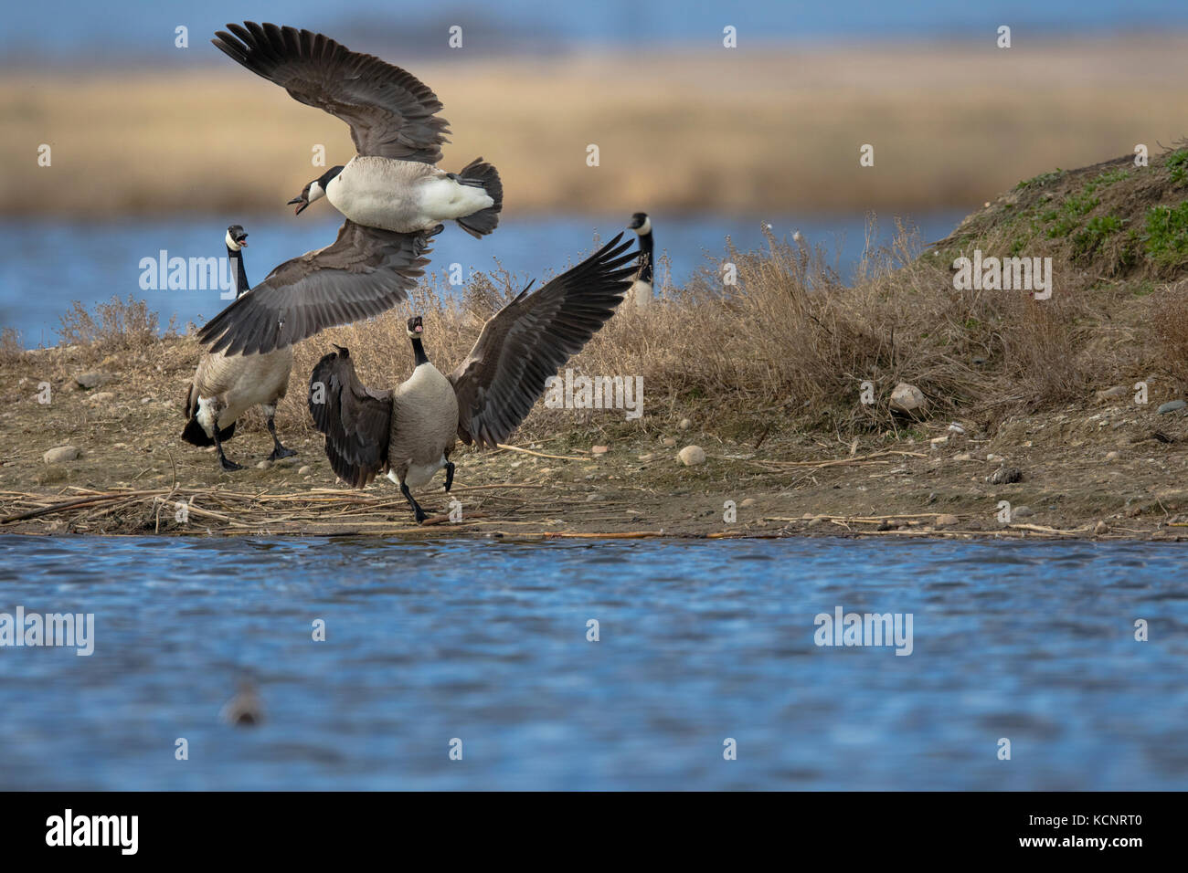 Canada Goose (Branta canadensis) aggressivo che mostra un comportamento territoriale, Frank Lago, Alberta, Canada Foto Stock