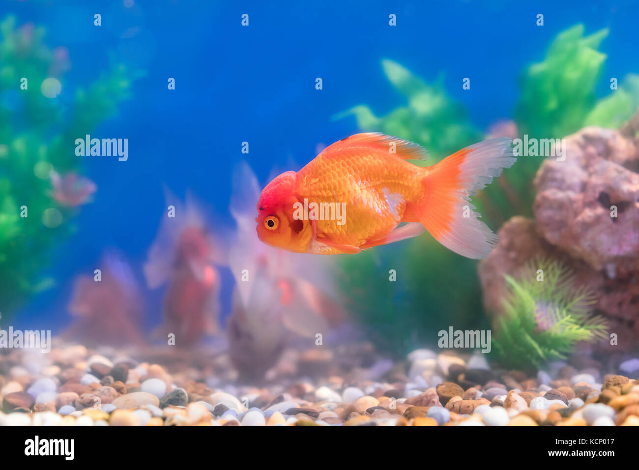 Goldfish nell acquario d acqua dolce con verde bellissimo piantato tropical Foto Stock