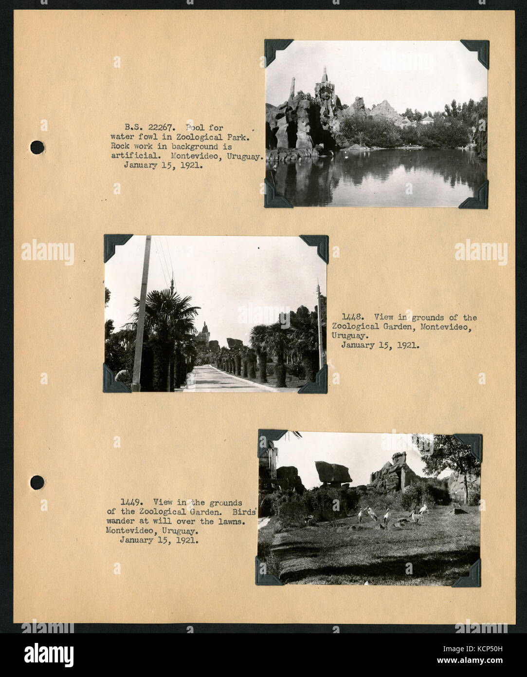 Album 1 Uruguay, Argentina, Cile e Perù, 1920 1921 comprende fotografie di Wetmore, James Lee Peters e Wilfrid B. Alexander (pagina 25) BHL46399877 Foto Stock