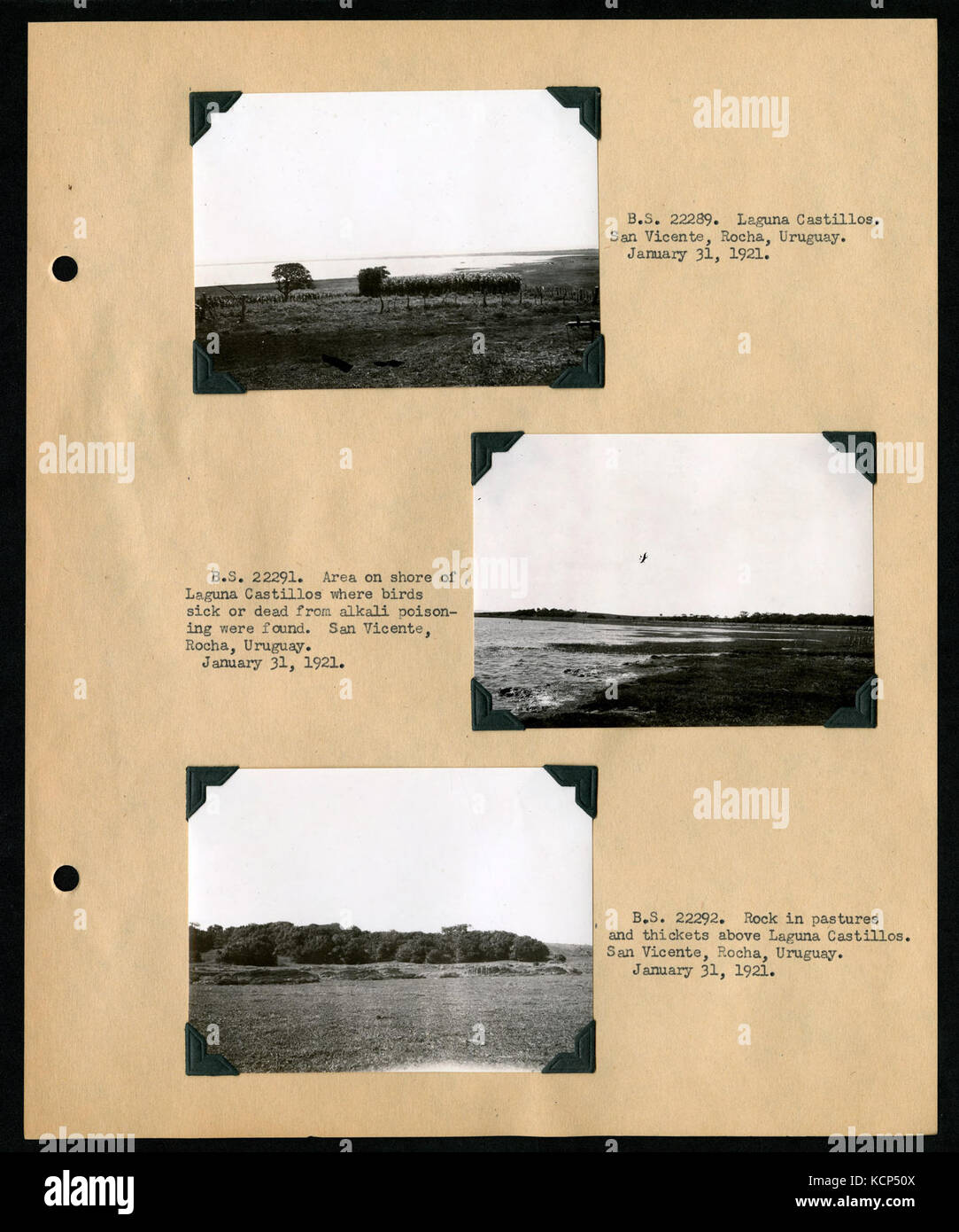 Album 1 Uruguay, Argentina, Cile e Perù, 1920 1921 comprende fotografie di Wetmore, James Lee Peters e Wilfrid B. Alexander (pagina 32) BHL46399870 Foto Stock