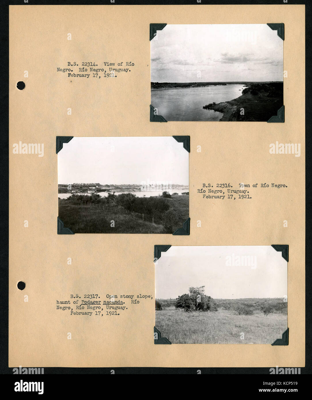 Album 1 Uruguay, Argentina, Cile e Perù, 1920 1921 comprende fotografie di Wetmore, James Lee Peters e Wilfrid B. Alexander (pagina 41) BHL46399861 Foto Stock