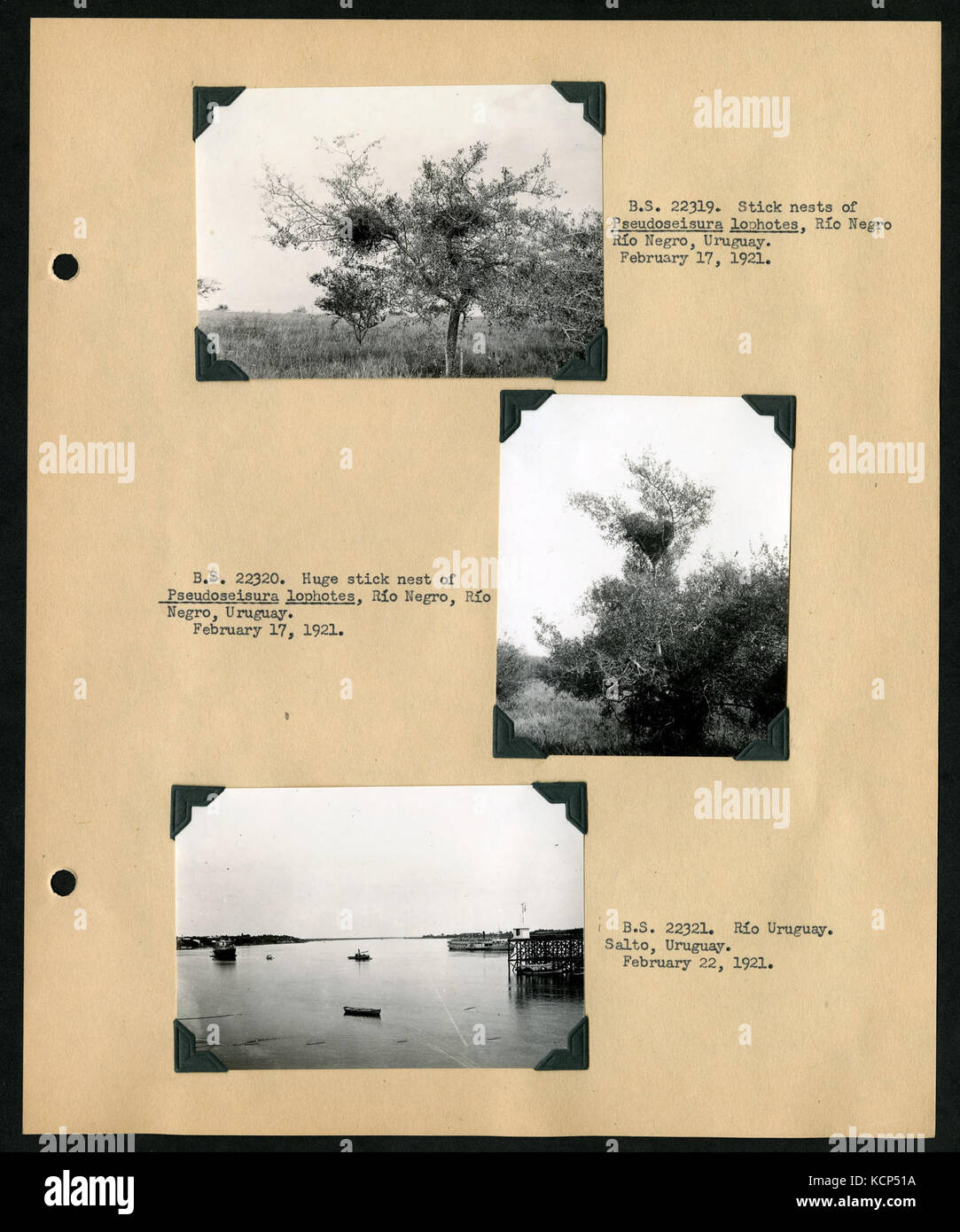 Album 1 Uruguay, Argentina, Cile e Perù, 1920 1921 comprende fotografie di Wetmore, James Lee Peters e Wilfrid B. Alexander (pagina 42) BHL46399860 Foto Stock