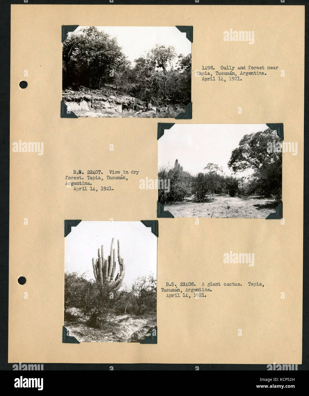 Album 1 Uruguay, Argentina, Cile e Perù, 1920 1921 comprende fotografie di Wetmore, James Lee Peters e Wilfrid B. Alexander (pagina 68) BHL46399837 Foto Stock