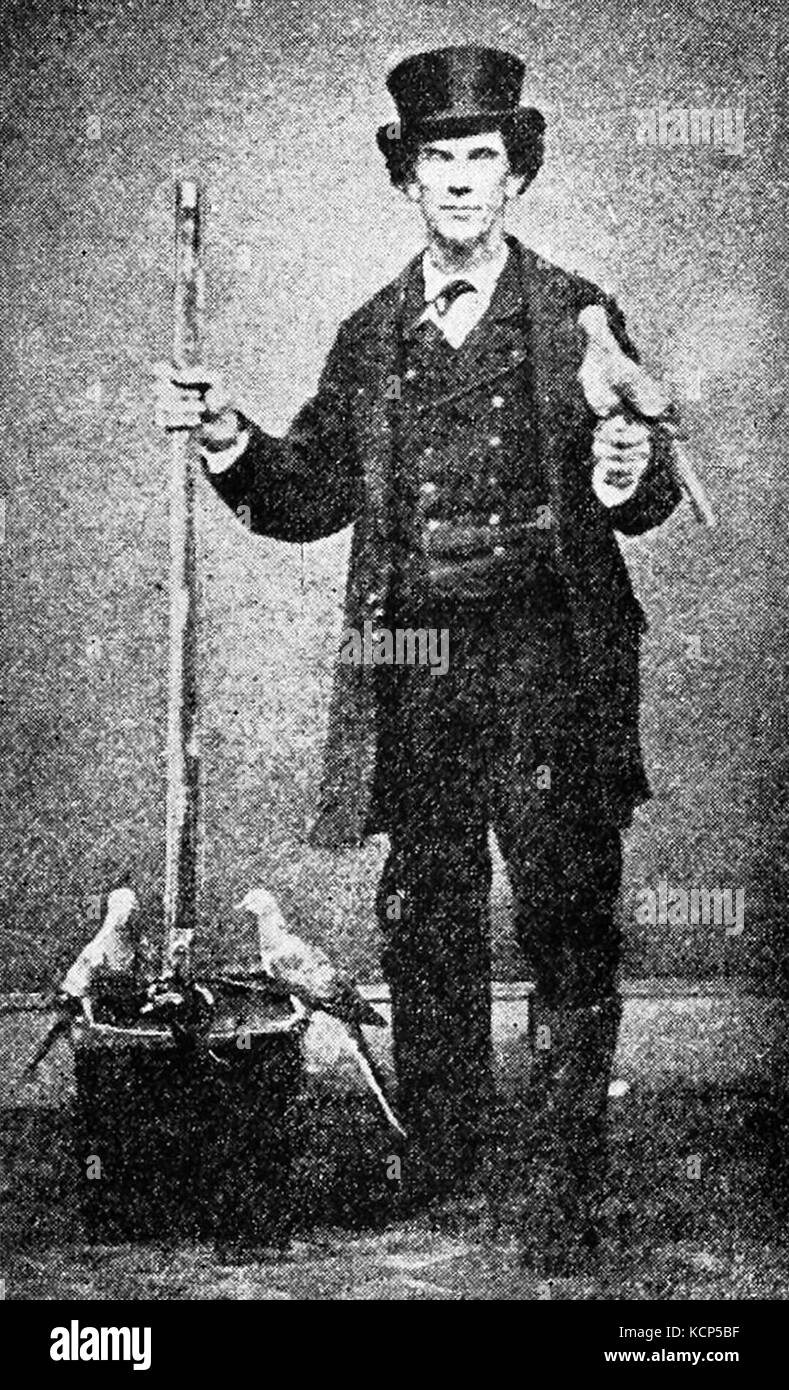 Decoy Piccione passeggero Foto Stock