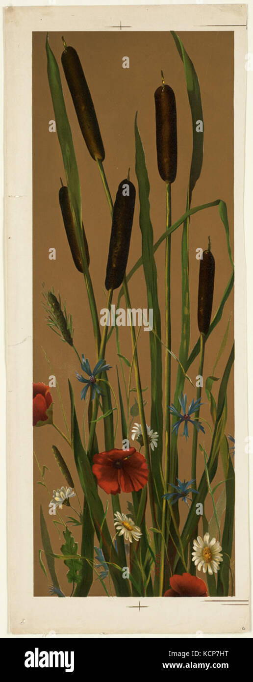 Una fotografia di boscaglie vicino alla Boston Public Library, che cattura la bellezza naturale delle specie vegetali in un ambiente urbano. L'immagine mostra il contrasto tra la natura e l'ambiente costruito della città. Foto Stock